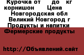 Курочка от 0,7 до 1 кг. корнишон XL › Цена ­ 359 - Новгородская обл., Великий Новгород г. Продукты и напитки » Фермерские продукты   